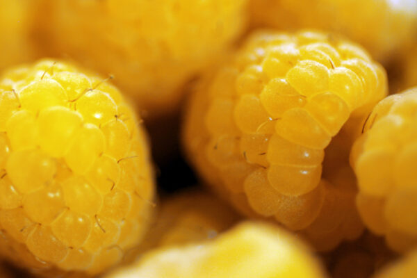 Frambuesas Amarillas 125 g.