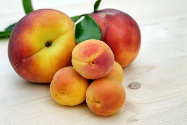 apricots, sugar apricots, peach, fruit, ripe, tasty, healthy, vitamins, yummy, fruity, pome fruit, red, yellow, fresh, cute, nourishment, food, summer fruits, peach, peach, peach, peach, peach